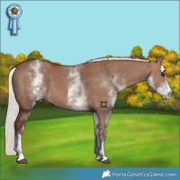 Horse Color:White Spotted Chocolate Silver Bay Dun 