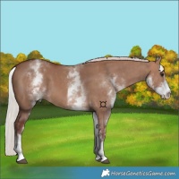 Horse Color:White Spotted Chocolate Silver Bay Dun 