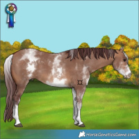 Horse Color:White Spotted Chocolate Bay Dun 