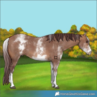 Horse Color:White Spotted Chocolate Bay Dun 