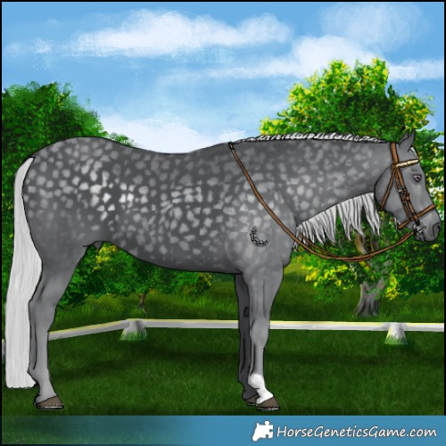 Horse Color:Silver Black Chinchilla 