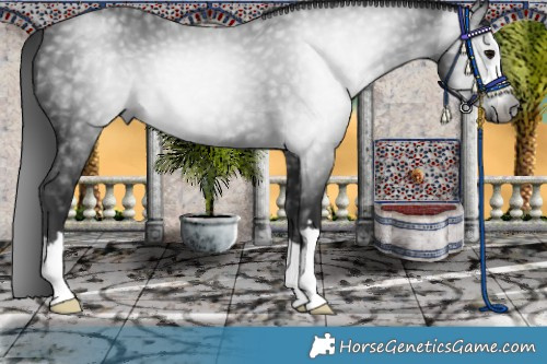 Horse Color:Gray Brown 