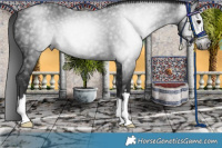 Horse Color:Gray Brown