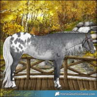 Horse Color:Silver Black Chinchilla Blanket 