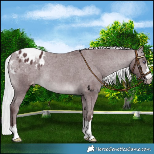Horse Color:Chocolate Silver Brown Chinchilla Varnish 
