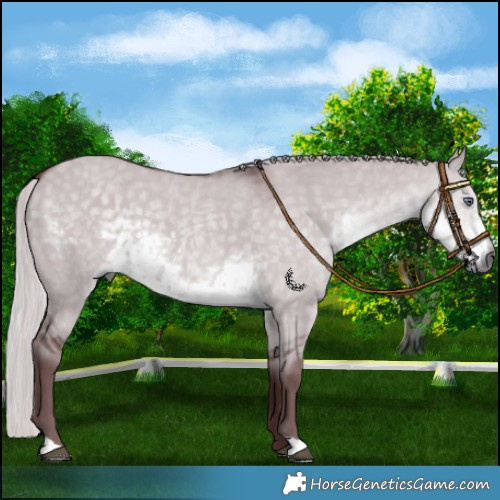 Horse Color:Chocolate Silver Smoky Grullo Chinchilla 
