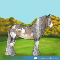 Horse Color:Gray White Spotted Silver Buckskin Roan Splash 