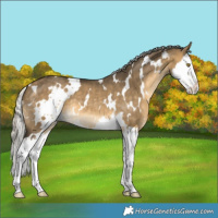 Horse Color:White Spotted Silver Buckskin Dun Splash
