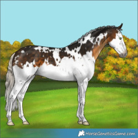 Horse Color:Gray White Spotted Silver Buckskin Splash 