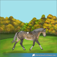 Horse Color:Silver Buckskin Merle Tobiano