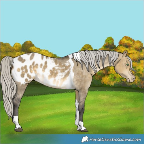 Horse Color:Silver Buckskin Dun Tobiano Appaloosa 