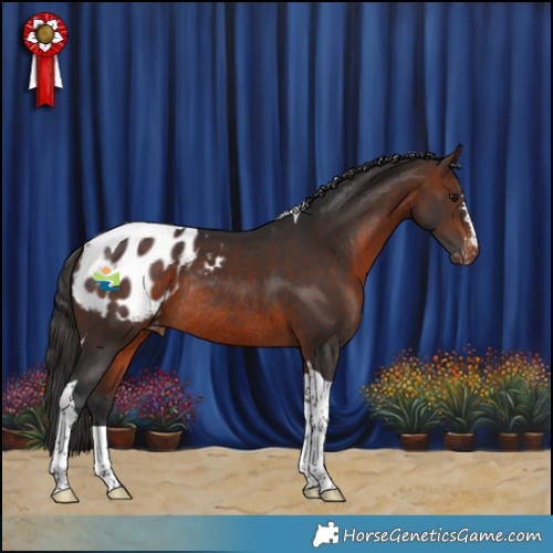 Horse Color:Brown Tobiano Appaloosa Rabicano 