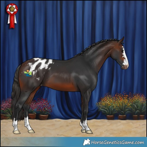Horse Color:Brown Appaloosa 