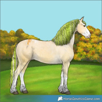 Horse Color:Painted Palomino Sabino Splash Appaloosa