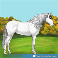 Horse Color:Plaid Black Ice Splash Tobiano Appaloosa