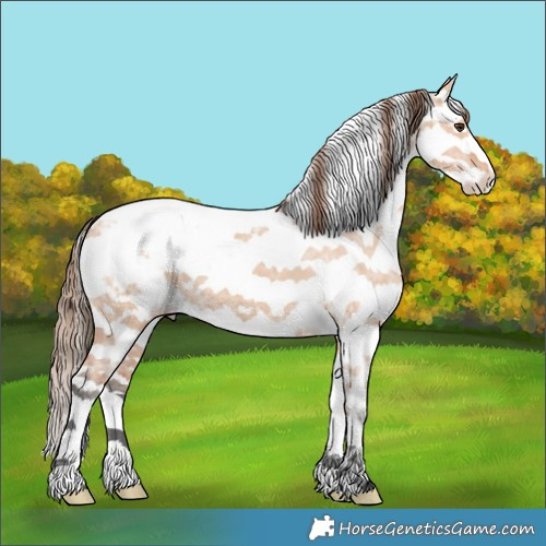 Horse Color:White Spotted Bay Ice Dun Splash Tobiano Appaloosa