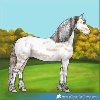 Horse Color:White Spotted Bay Ice Dun Splash Tobiano Appaloosa