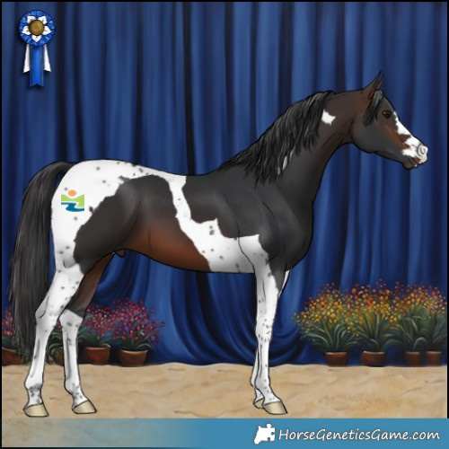 Horse Color:Brown Tobiano 