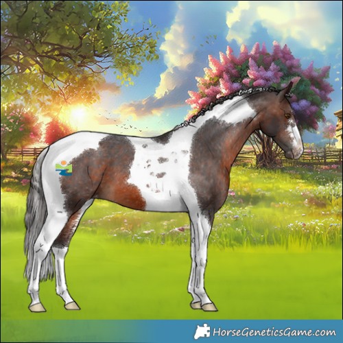 Horse Color:Brown Tobiano Appaloosa 