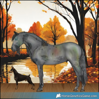 Horse Color:Black Merle