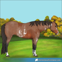 Horse Color:Bay Sabino Rabicano and Bay Sabino Rabicano