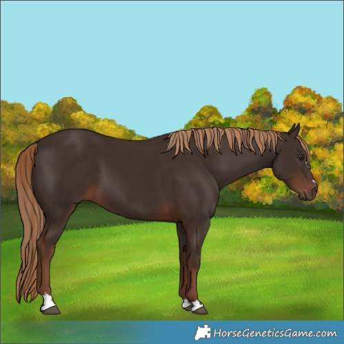 Horse Color:Liver Chestnut