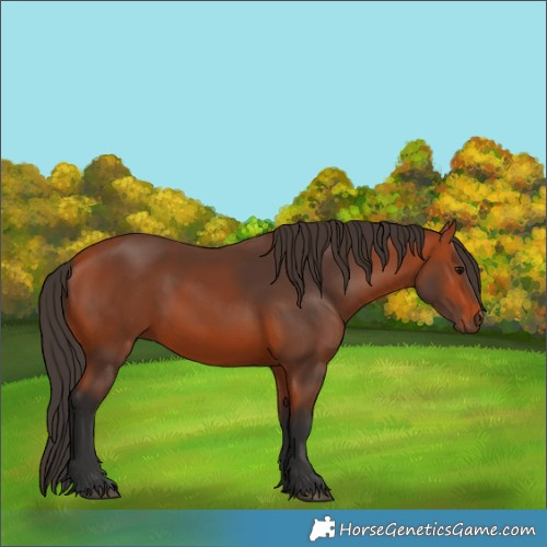 Horse Color:Bay 