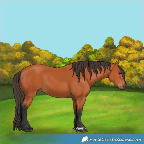 Horse Color:Bay 