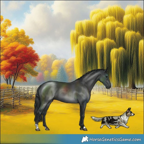 Horse Color:Black 