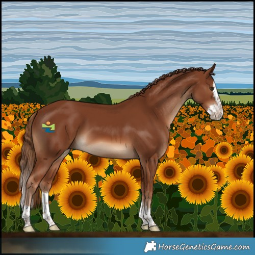 Horse Color:Chestnut Splash 