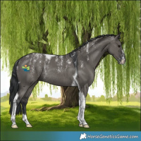 Horse Color:Powder White Grullo Tobiano Rabicano