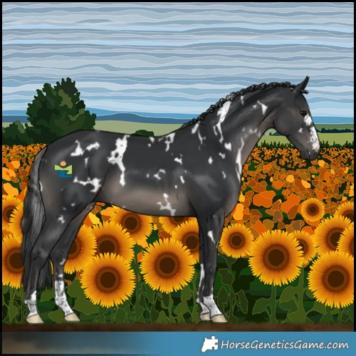 Horse Color:White Spotted Black 