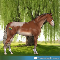 Horse Color:Chestnut Rabicano 