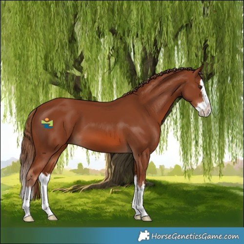 Horse Color:Chestnut Splash 