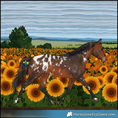 Horse Color:White Spotted Bay Blanket 