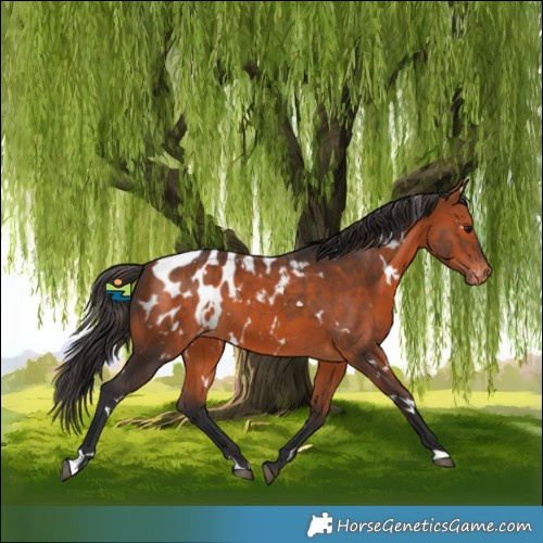 Horse Color:White Spotted Bay Appaloosa 