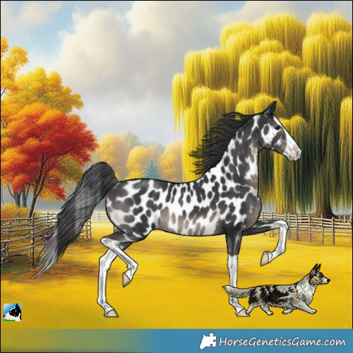 Horse Color:Black Splash Appaloosa Rabicano 