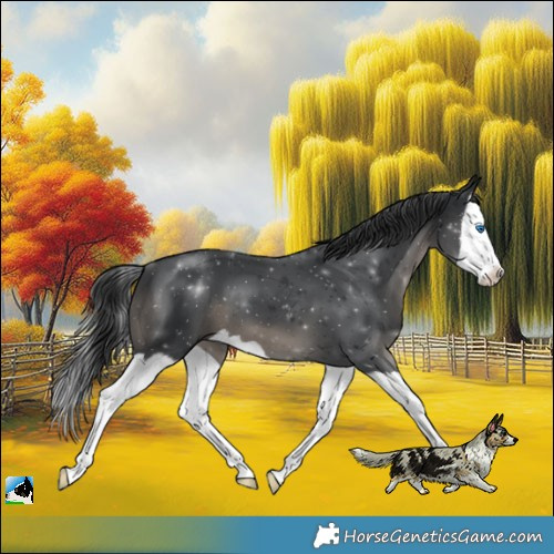Horse Color:Black Splash