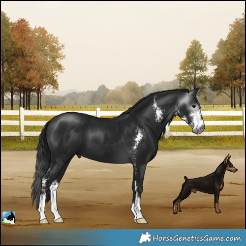 Horse Color:Gray Black Mushroom Sabino 