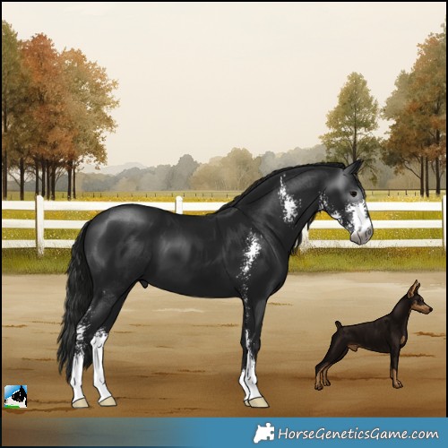 Horse Color:Gray Black Mushroom Sabino 