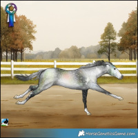 Horse Color:Gray Black Mushroom Sabino 