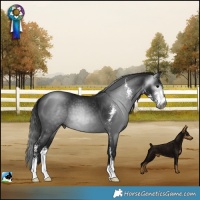 Horse Color:Gray Black Mushroom Sabino 