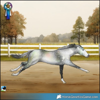 Horse Color:Gray Black Mushroom Sabino 