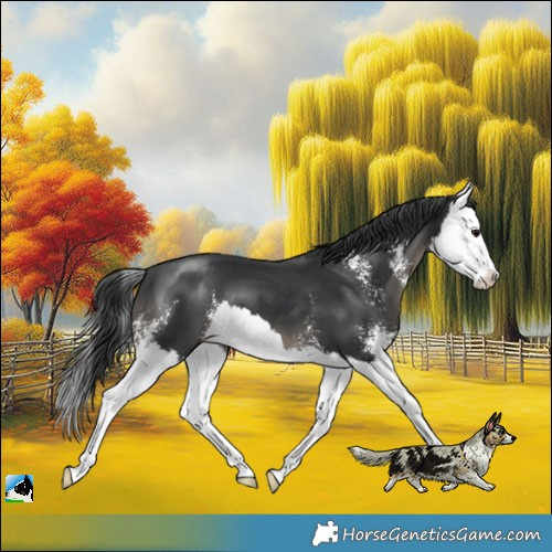 Horse Color:Black Mushroom Sabino Splash