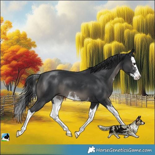 Horse Color:Black Sabino Splash