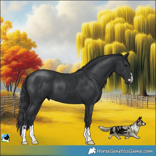 Horse Color:Black Mushroom