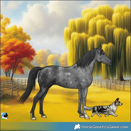 Horse Color:Black 