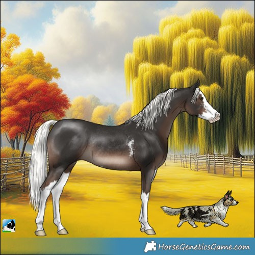 Horse Color:Liver Chestnut Mushroom Sabino Splash Rabicano 