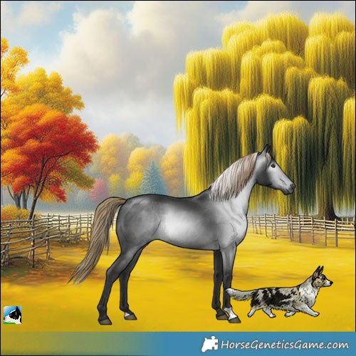 Horse Color:Gray Liver Chestnut Rabicano