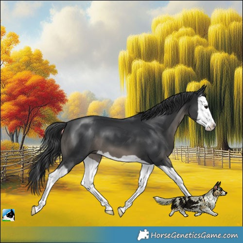 Horse Color:Black Mushroom Splash